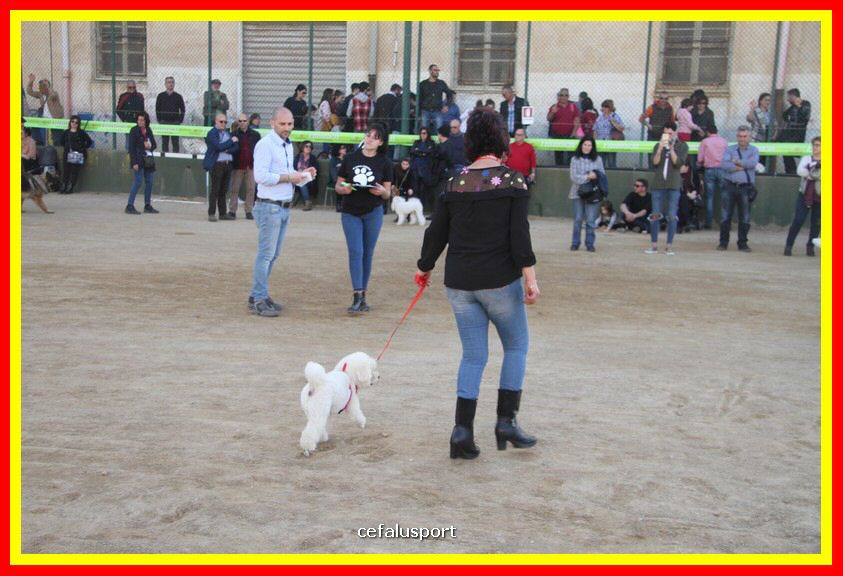 180311 mostra_canina 152.jpg